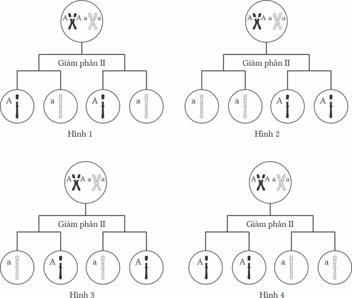 Hình số mấy mô tả đúng cơ sở tế bào học của quy luật phân ly ? (ảnh 1)
