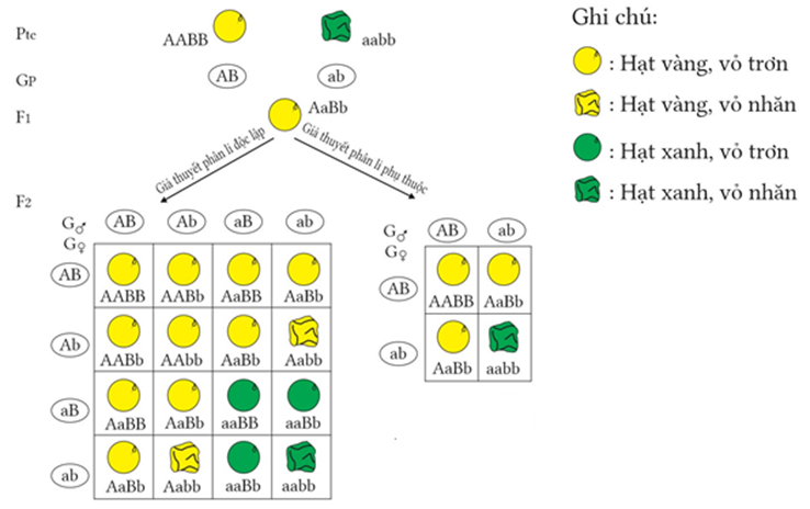 Thí nghiệm và cơ sở tế bào học quy luật di truyền Mendel (thí nghiệm lai hai tính trạng màu sắc hạt và hình dạng hạt ở cây đậu Hà Lan). Theo lí thuyết, nhận định nào sau đây đúng hay sai? (ảnh 1)