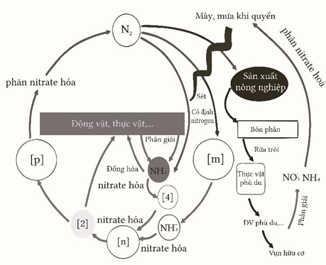 Tìm hiểu về chu trình sinh - địa – hoá vật chất theo sơ đồ, mỗi nhận định sau đây là Đúng hay Sai với chu trình trên? (ảnh 1)