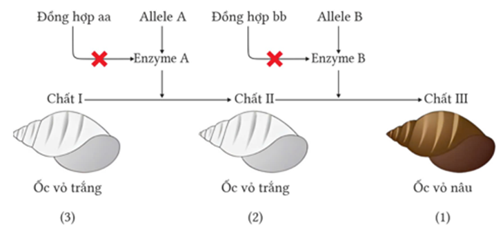 Khi nghiên cứu sự di truyền màu sắc vỏ ốc cho thấy (Physa heterostroha), xét 2 cặp gene phân li độc lập, các gen này quy định các enzyme khác nhau cũng tham gia (ảnh 1)