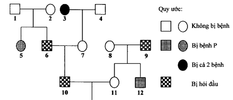 Cho sơ đồ phả hệ sau:   Biết rằng hai cặp gene quy định hai tính trạng nói trên phân li độc lập với nhau (ảnh 1)