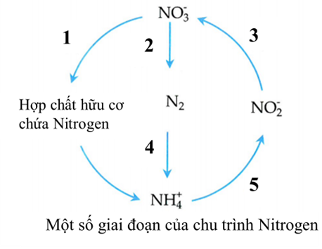 Sơ đồ bên mô tả một số giai đoạn của chu trình nitrogen trong thiên nhiên. Hãy cho biết giai đoạn số bao nhiêu mô tả quá trình phản nitrate hoá? (ảnh 1)
