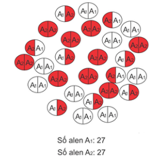 Quan sát một quần thể tại một thời điểm xác định ta thấy quần thể có cấu trúc như hình bên dưới. Biết rằng quần thể có 2 loại allele là A1 và A2. Quan sát hình và cho biết phát biểu sau đây là đúng hay sai? (ảnh 1)