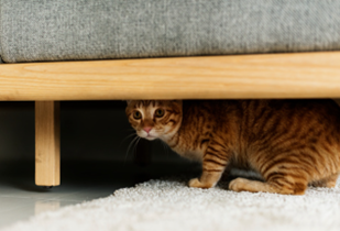 Listen and tick the correct picture A, B, or C for each question.Where’s the cat? (ảnh 1)