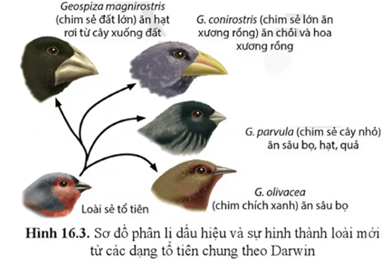 Hình bên mô tả sơ đồ phân li dấu hiệu và sự hình thành loài mới từ các dạng tổ tiên chung theo (ảnh 1)