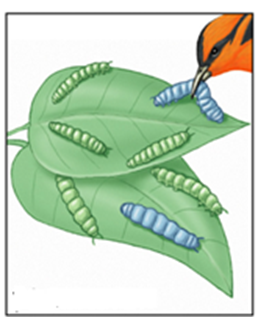 Darwin giải thích sự hình thành đặc điểm thích nghi màu xanh lục ở các loài sâu ăn lá. Nhận định nào sau đây là đúng hay sai theo Darwin? (ảnh 1)