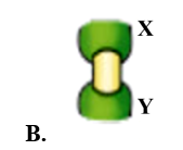 Một bác nông dân tiến hành loại bỏ một vòng vỏ trên thân cây giữa hai điểm X và Y. Sau một thời gian, đoạn thân cây này sẽ thay đổi thành như thế nào trong số bốn hình bên dưới? (ảnh 3)