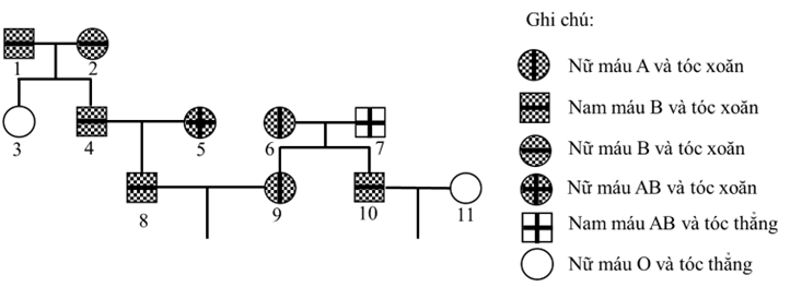 Ở người, gene quy định nhóm máu và gene quy định dạng tóc đều nằm trên nhiễm sắc thể thường và .ân li độc lập. Theo dõi sự di truyền của hai gene này ở một dòng họ, người ta vẽ được phả hệ sau:  (ảnh 1)