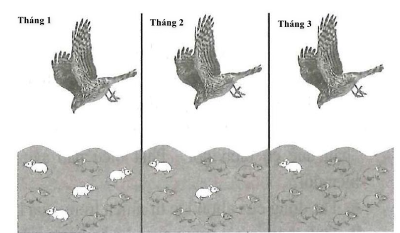 Hình vẽ bên mô tả quá trình săn mồi của một con diều hâu trong 3 tháng ở một quần thể chuột. Sự thay đổi trong quần thể chuột có thể được giải thích hợp lí bằng nhân tố tiến hóa nào? (ảnh 1)