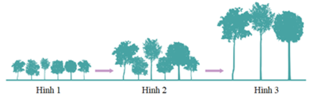Dựa trên hình vẽ sau đây thể hiện các cá thể cùng một loài ở các giai đoạn A, B, C: (ảnh 1)