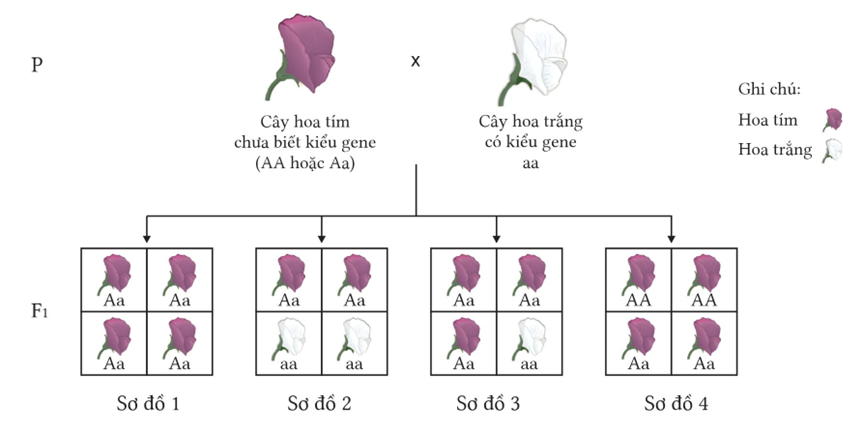 Có bao nhiêu sơ đồ mô tả đúng kết quả của phép lai phân tích? (ảnh 1)