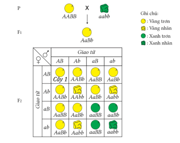 Hình dưới mô tả thí nghiệm của Mendel (thí nghiệm lai hai tính trạng màu sắc hạt và hình dạng hạt ở cây đậu Hà Lan). Theo lí thuyết, tỉ lệ cây 1 trong tổng số các cây chiếm tỉ lệ bao nhiêu % ? (ảnh 1)