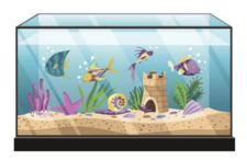 Người ta sử dụng các tấm kính hình chữ nhật để ghép lại làm một bể cá hình hộp chữ nhật. (ảnh 1)