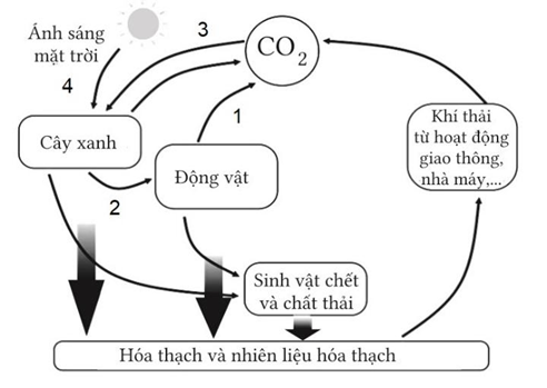 Tìm hiểu về chu trình sinh - địa – hoá carbon theo sơ đồ, mỗi nhận định sau đây là Đúng hay Sai với chu trình trên? (ảnh 1)