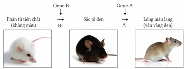 Ở loài chuột nhảy Meriones unguiculatus, màu sắc của lông do hai cặp gene không allele thuộc hai NST khác nhau quy định, các gen này quy định các enzyme khác nhau cũng tham gia vào một chuỗi phản ứng hóa sinh để tạo nên sắc tố lông ở chuột theo sơ đồ sau (ảnh 1)