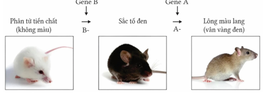 Ở chuột, xét hai cặp gene trên hai cặp nhiễm sắc thể tương đồng quy định tính trạng màu lông. Biết rằng tính trạng màu da tuân theo quy luật tương tác gene được thể hiện qua sơ đồ sau: (ảnh 1)