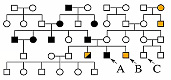 Ba người đàn ông (A, B, C) trong cùng một gia đình xin tư vấn di truyền. Phả hệ dưới đây của gia đình này cho thấy có những người bị cả 2 bệnh di truyền (ảnh 1)