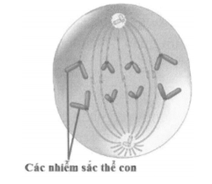 H&igrave;nh dưới đ&acirc;y m&ocirc; tả một gian đoạn ph&acirc;n b&agrave;o của một tế b&agrave;o