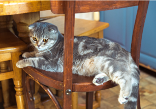 Listen and tick the correct picture A, B, or C for each question.Where’s the cat? (ảnh 2)