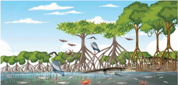 Cho hình minh họa về cấu trúc không gian của quần xã thực vật ven biển (ảnh 1)