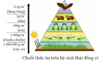 Hình mô tả tháp sinh thái ở chuỗi thức ăn ở hệ sinh thái đồng cỏ sau đây, nhận định nào sau đây đúng hay sai? (ảnh 1)
