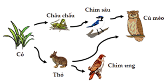 Có bao nhiêu phát biểu đúng khi nói về các loài tham gia trong lưới thức ăn ở hình sau?  (ảnh 1)