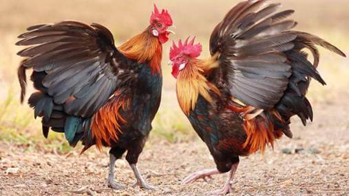 Năm Dậu n&oacute;i chuyện t&iacute;nh nết g&agrave; - B&aacute;o Hải Qu&acirc;n Việt Nam