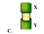 Một bác nông dân tiến hành loại bỏ một vòng vỏ trên thân cây giữa hai điểm X và Y. Sau một thời gian, đoạn thân cây này sẽ thay đổi thành như thế nào trong số bốn hình bên dưới? (ảnh 4)