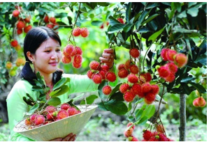 Chọn sắp xếp câu đúng   vườn chôm chôm/ rất rộng/ có/ Ông nội em A. Ông nội em có vườn chôm chôm (ảnh 1)