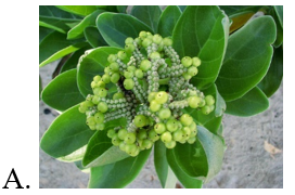 Chọn hình ảnh của cây phong ba. (ảnh 2)