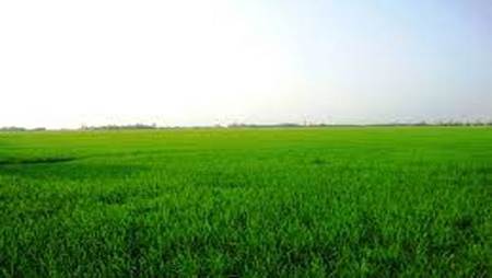 A green field with blue sky
AI-generated content may be incorrect.