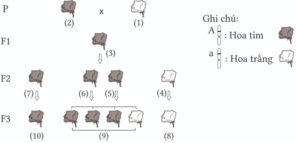 Ở cây đậu Hà Lan, xét gene quy định màu hoa có 2 allele nằm trên NST thường, allele A quy định hoa tím trội hoàn toàn so với allele a quy định hoa trắng. Hình bên mô tả thí nghiệm của Mendel về màu sắc hoa của cây đậu Hà Lan. (ảnh 1)