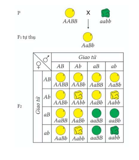 Hình vẽ mô tả thí nghiệm kiểm chứng của Mendel (thí nghiệm lai hai tính trạng màu sắc hạt và hình dạng hạt ở cây đậu Hà Lan), ở F2 có tất cả bao nhiêu kiểu hình ? (ảnh 1)