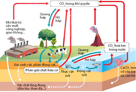 Tìm hiểu về chu trình sinh - địa – hoá vật chất trong sinh giới theo sơ đồ, mỗi nhận định sau đây là Đúng hay Sai với chu trình trên? (ảnh 1)