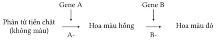 Ở 1 loài thực vật màu sắc hoa do hai cặp gene không allele thuộc hai cặp nhiễm sắc thể khác nhau quy định màu sắc (ảnh 1)