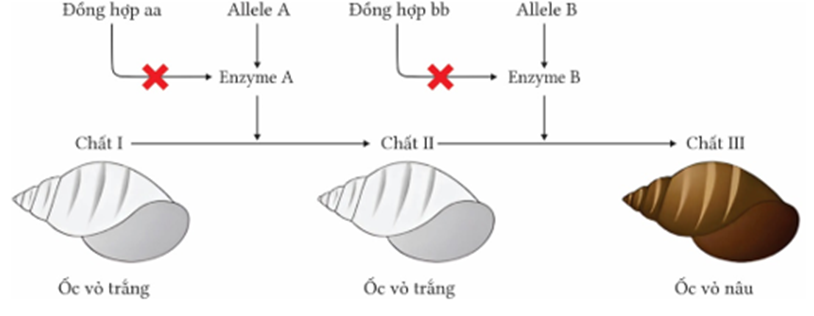 Ở một loài ốc, xét 2 cặp gen phân li độc lập, các gen này quy định các enzyme khác nhau cũng tham gia vào một chuỗi phản ứng hóa sinh để tạo nên sắc tố ở vỏ ốc theo sơ đồ sau: (ảnh 1)
