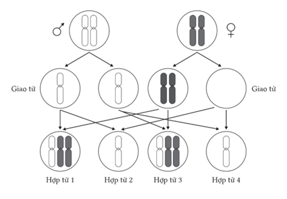 Hình dưới mô tả cơ chế hình thành các hợp tử từ cơ thể bố và mẹ ban đầu tỉ lệ hợp tử là thể một nhiễm chiếm tỉ lệ là bao nhiêu %? (ảnh 1)