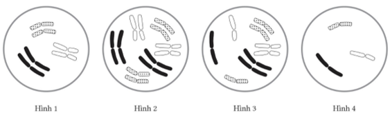 A diagram of a cell division

AI-generated content may be incorrect.