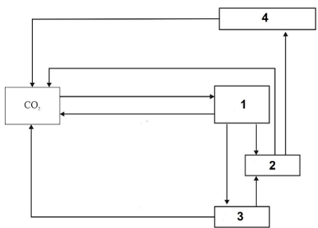 Hình bên mô tả chu trình sinh - địa – hoá carbon, hãy cho biết chi tiết số bao nhiêu có thể là thực vật? (ảnh 1)