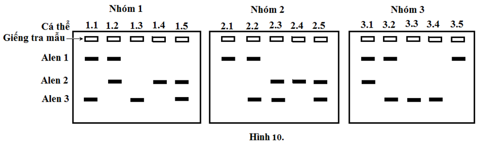 Để xác định tần số các allele của locus A nằm trên NST thường ở một loài thú, người ta đã tiến hành thu mẫu ADN của 15 cá thể ngẫu nhiên trong quần thể (ảnh 1)