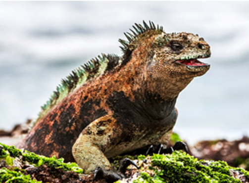 Cự đà biển (Amblyrhynchus cristatus) ở quần đảo Galapagos có hai kiểu hình: ưa bãi biển (kiểu hình trội) và ưa bãi đá (kiểu hình lặn) (ảnh 1)