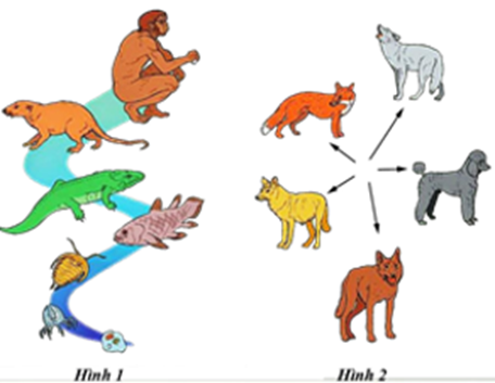 Hình dưới đây minh họa cho quá trình tiến hóa, phân tích hình này, hãy cho biết nhận định nào sau đây đúng hay sai? (ảnh 1)