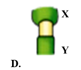 Một bác nông dân tiến hành loại bỏ một vòng vỏ trên thân cây giữa hai điểm X và Y. Sau một thời gian, đoạn thân cây này sẽ thay đổi thành như thế nào trong số bốn hình bên dưới? (ảnh 5)