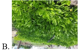 Chọn hình ảnh của cây phong ba. (ảnh 3)