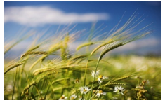 Điền âm thanh phù hợp với sự vật trong ảnh dưới đây:   A. tiếng gió xôn xao  (ảnh 1)