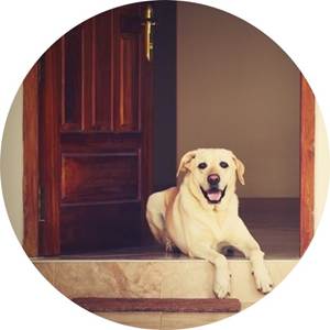 A dog lying on the steps of a doorway

AI-generated content may be incorrect.