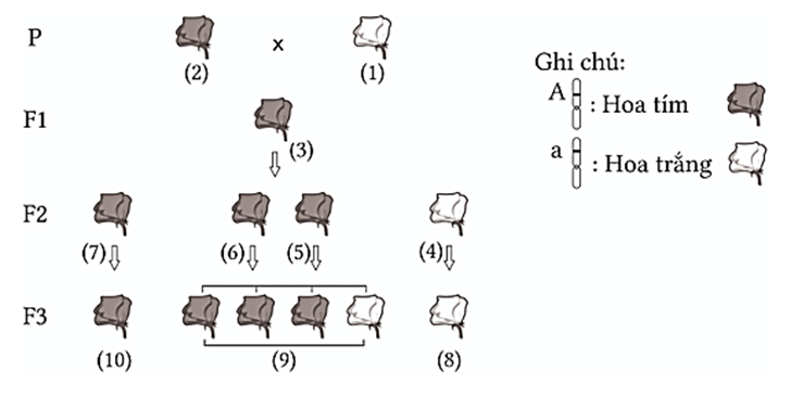 Ở cây đậu Hà Lan, xét gene quy định màu hoa có 2 allele nằm trên NST thường, allele A quy định hoa tím trội hoàn toàn so với allele a quy định hoa trắng. Hình bên mô tả thí nghiệm của Mendel về màu sắc hoa của cây đậu Hà Lan (ảnh 1)