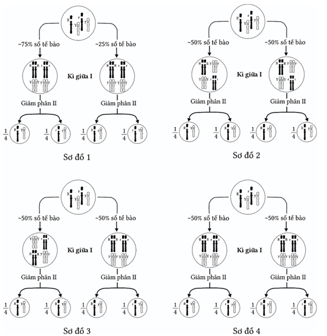 Trong số các sơ đồ sau, sơ đồ nào mô tả đúng cơ sở tế bào học của hiện tượng quy luật phân ly độc lập? (ảnh 1)