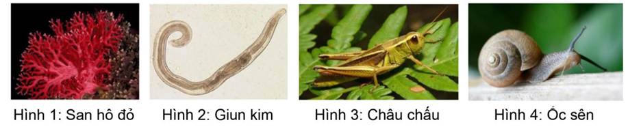 A close up of a lizard
AI-generated content may be incorrect.