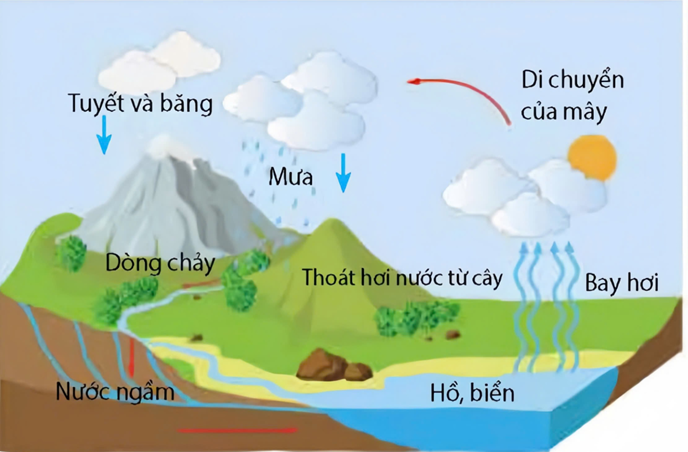 Tìm hiểu về chu trình sinh - địa – hoá vật chất trong sinh giới theo sơ đồ, mỗi nhận định sau đây là Đúng hay Sai với chu trình trên? (ảnh 1)